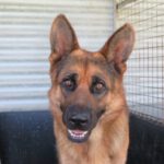 Deutscher Schäferhund Yumiko, 01/2022, ca. 65 cm