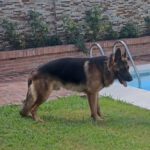 Deutscher Schäferhund Yumiko, 01/2022, ca. 65 cm