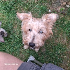 Yorkshire Terrier Mischling Zarigueya, 09/2014, ca. 30 cm, 45481 Mühlheim a.d. Ruhr