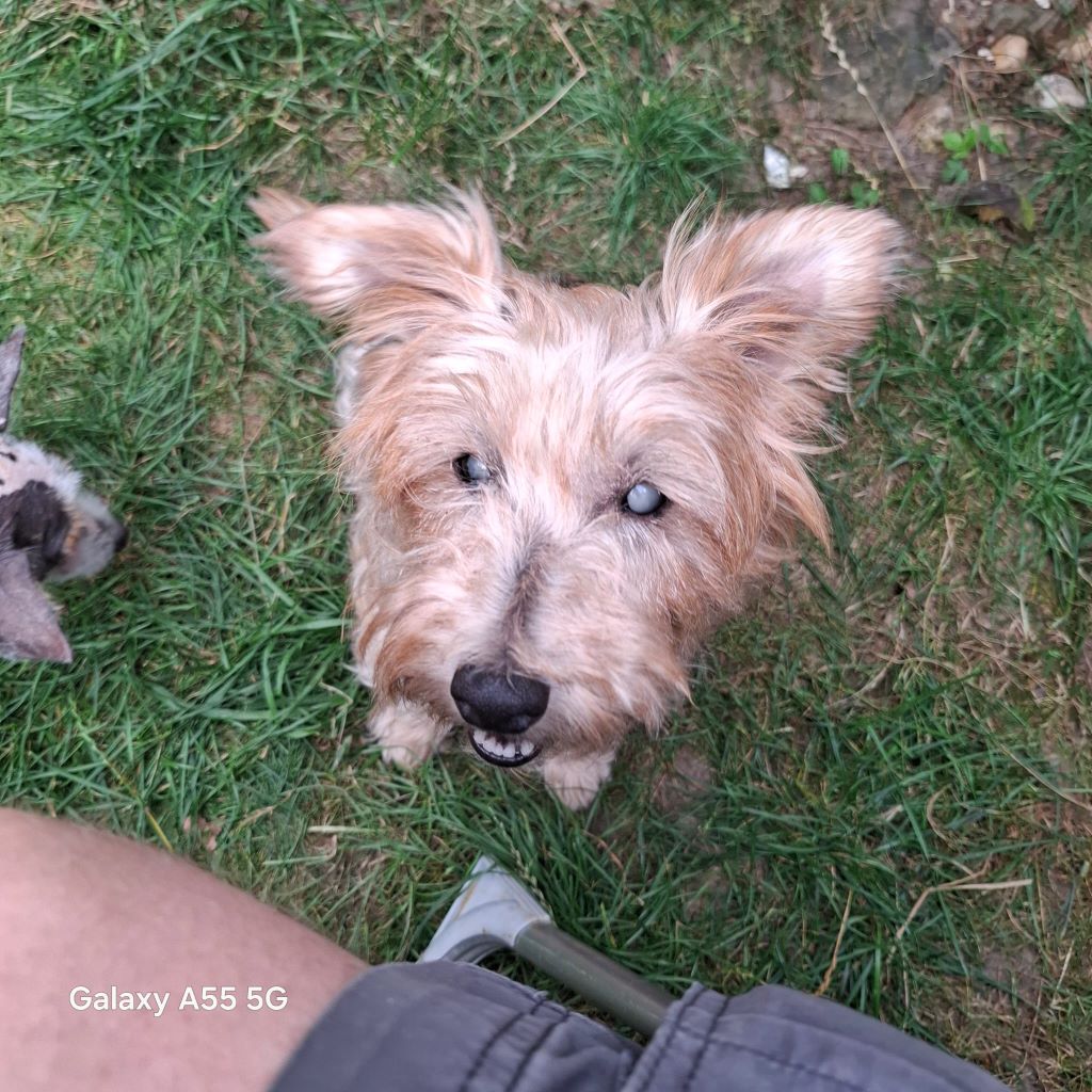 Yorkshire Terrier Mischling Zarigueya, 09/2014, ca. 30 cm, 45481 Mühlheim a.d. Ruhr