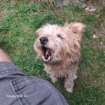 Yorkshire Terrier Mischling Zarigueya, 09/2014, ca. 30 cm, 45481 Mühlheim a.d. Ruhr