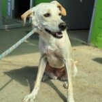 Podenco Zoe, 10/2024, Endgröße ca. 45 cm