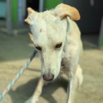 Podenco Zoe, 10/2024, Endgröße ca. 45 cm