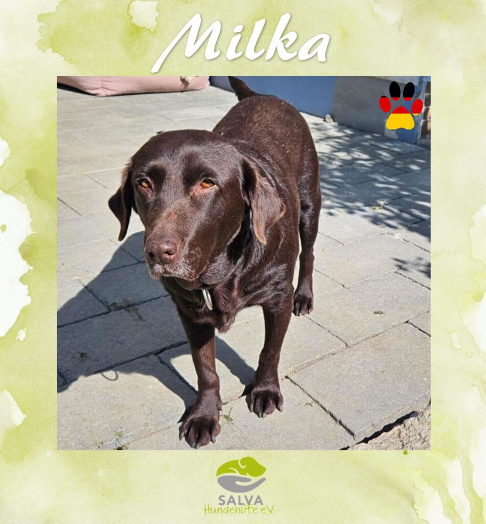 Milka - SALVA Motto im September Langzeitpflegis