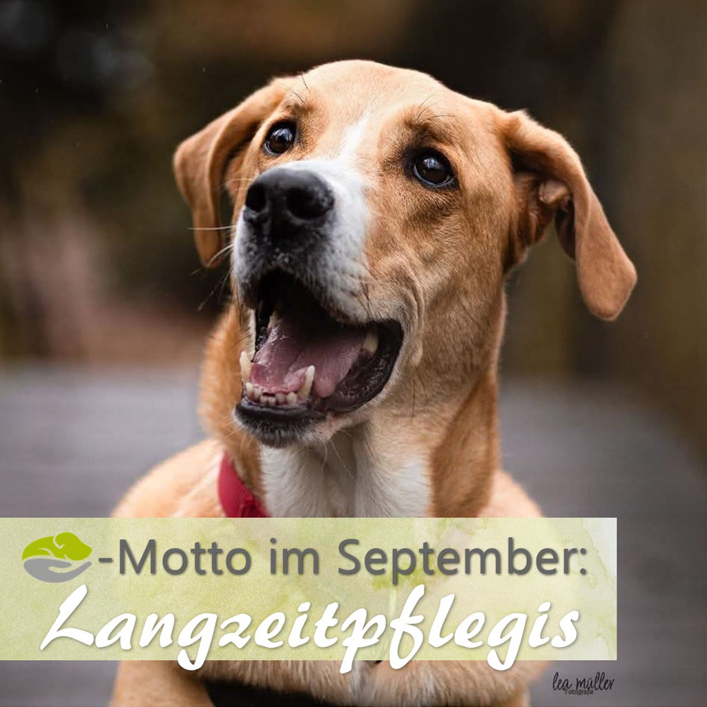 SALVA Motto im September Langzeitpflegis