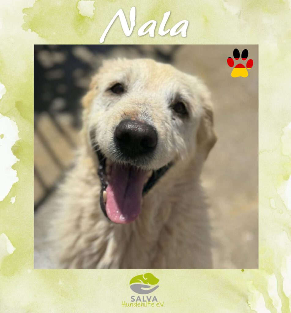 Nala - SALVA Motto im September Langzeitpflegis