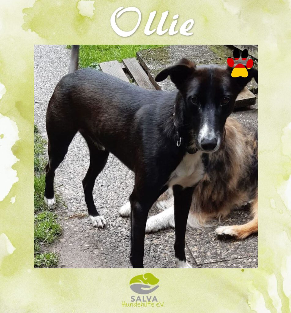 Ollie - SALVA Motto im September Langzeitpflegis