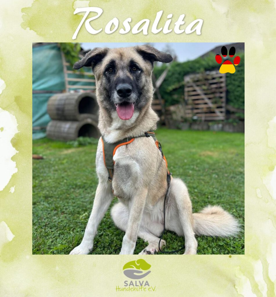Rosalita - SALVA Motto im September Langzeitpflegis