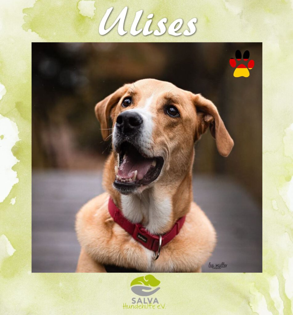 Ulises - SALVA Motto im September Langzeitpflegis