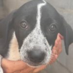 Podenco Mischling Amarillo, 07/2025, Endgröße ca. 55 cm