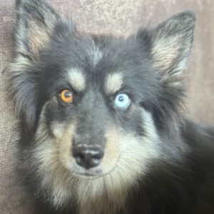 Pomsky Amber, 10/2022, ca. 40 cm