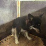 Pomsky Amber, 10/2022, ca. 40 cm