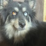 Pomsky Amber, 10/2022, ca. 40 cm