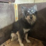 Pomsky Amber, 10/2022, ca. 40 cm