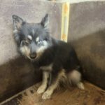 Pomsky Amber, 10/2022, ca. 40 cm