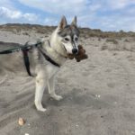 Sibirian Husky Anchjo, 04/2022, ca. 60 cm