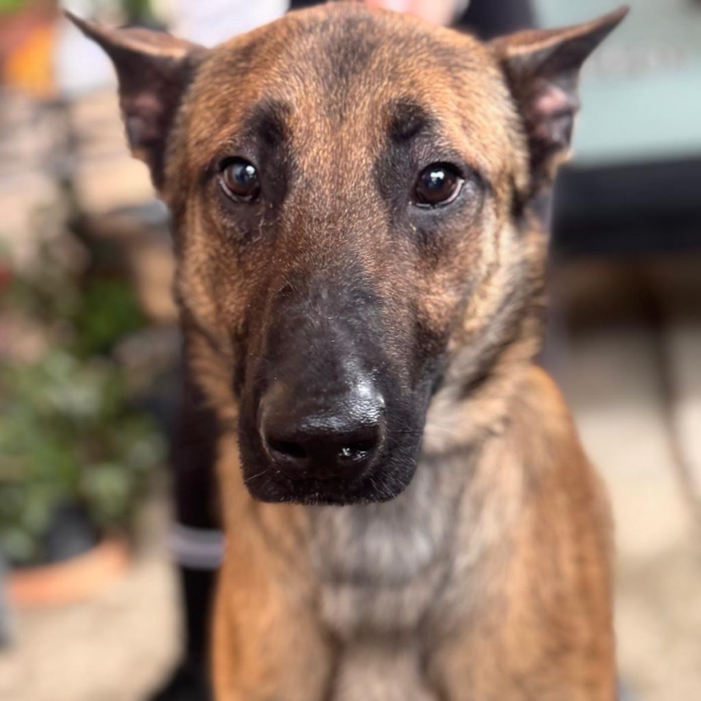 Malinois Mischling Anubis, 06/2023, ca. 60- 65 cm
