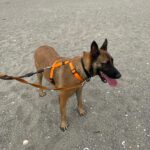 Malinois Mischling Anubis, 06/2023, ca. 60- 65 cm