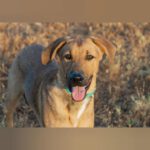 Mischling Arlo, 01/2025, Endgröße ca. 55- 60 cm