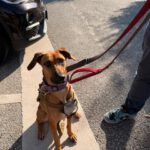 Malinois Mischling Artemis, 05/2024, ca. 57 cm, 57555 Mudersbach