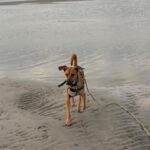 Malinois Mischling Artemis, 05/2024, ca. 57 cm, 57555 Mudersbach
