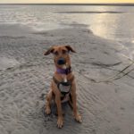 Malinois Mischling Artemis, 05/2024, ca. 57 cm, 57555 Mudersbach