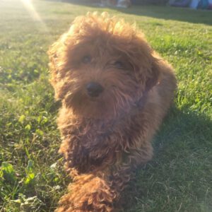 Pudel Mischling Atenea, 04/2025 Endgröße ca. 40 cm,18198 Kritzmow