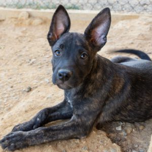 Malinois Mischling Axel, 07/2025, Endgröße ca. 50- 55 cm