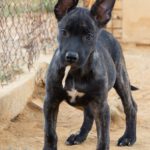 Malinois Mischling Axel, 07/2025, Endgröße ca. 50- 55 cm