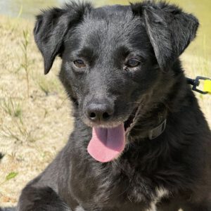 Mischling Azorek, 05/2023, ca. 40- 45 cm