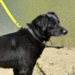 Mischling Azorek, 05/2023, ca. 40- 45 cm