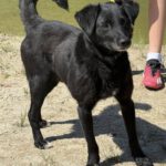 Mischling Azorek, 05/2023, ca. 40- 45 cm