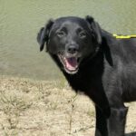 Mischling Azorek, 05/2023, ca. 40- 45 cm