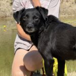 Mischling Azorek, 05/2023, ca. 40- 45 cm