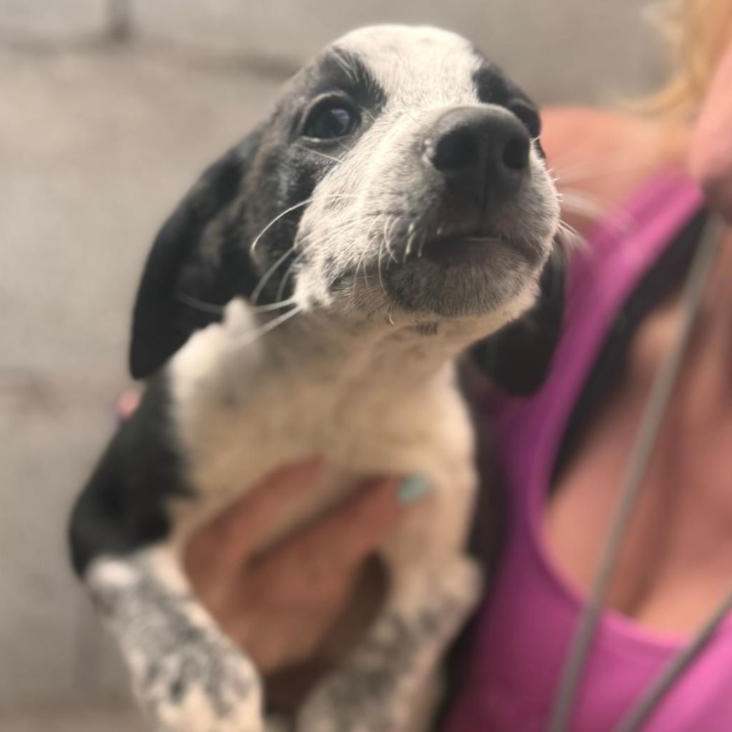 Podenco Mischling Azul, 07/2025, Endgröße ca. 55 cm