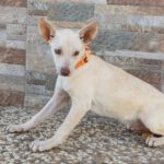 Podenco Balton, 06/2025, Endgröße ca. 45 cm