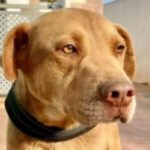 Labrador Mischling Beta, 12/2023, ca. 55 cm