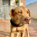 Labrador Mischling Beta, 12/2023, ca. 55 cm