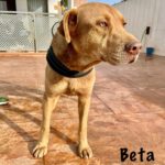 Labrador Mischling Beta, 12/2023, ca. 55 cm