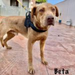 Labrador Mischling Beta, 12/2023, ca. 55 cm
