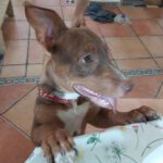 Mischling Bimbo, 04/2025, Endgröße ca. 45- 50 cm