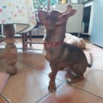 Mischling Bimbo, 04/2025, Endgröße ca. 45- 50 cm