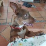 Mischling Bimbo, 04/2025, Endgröße ca. 45- 50 cm