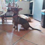 Mischling Bimbo, 04/2025, Endgröße ca. 45- 50 cm