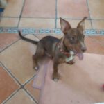 Mischling Bimbo, 04/2025, Endgröße ca. 45- 50 cm