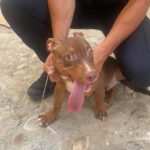 Mischling Bimbo, 04/2025, Endgröße ca. 45- 50 cm