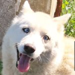 Husky Mischling Blanco, 12/2019, ca. 55 cm