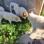 Husky Mischling Blanco, 12/2019, ca. 55 cm