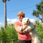 Husky Mischling Blanco, 12/2019, ca. 55 cm