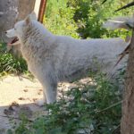 Husky Mischling Blanco, 12/2019, ca. 55 cm